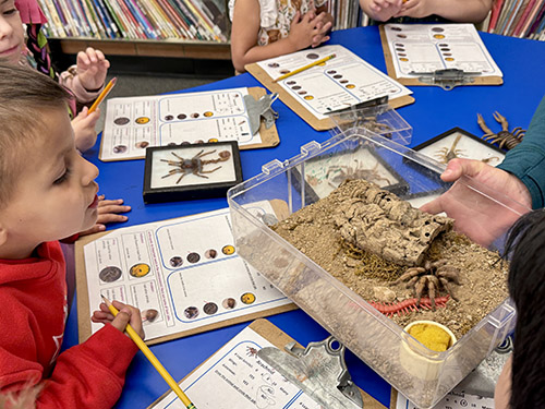 Students look into a clear habitat with some dirt and prop insects